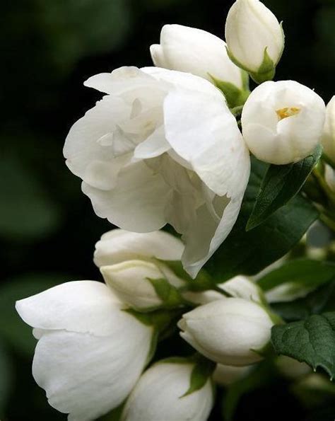 茉莉花怎麼種|新手種植茉莉花，只要牢記養護「口訣」，花爆滿盆、。